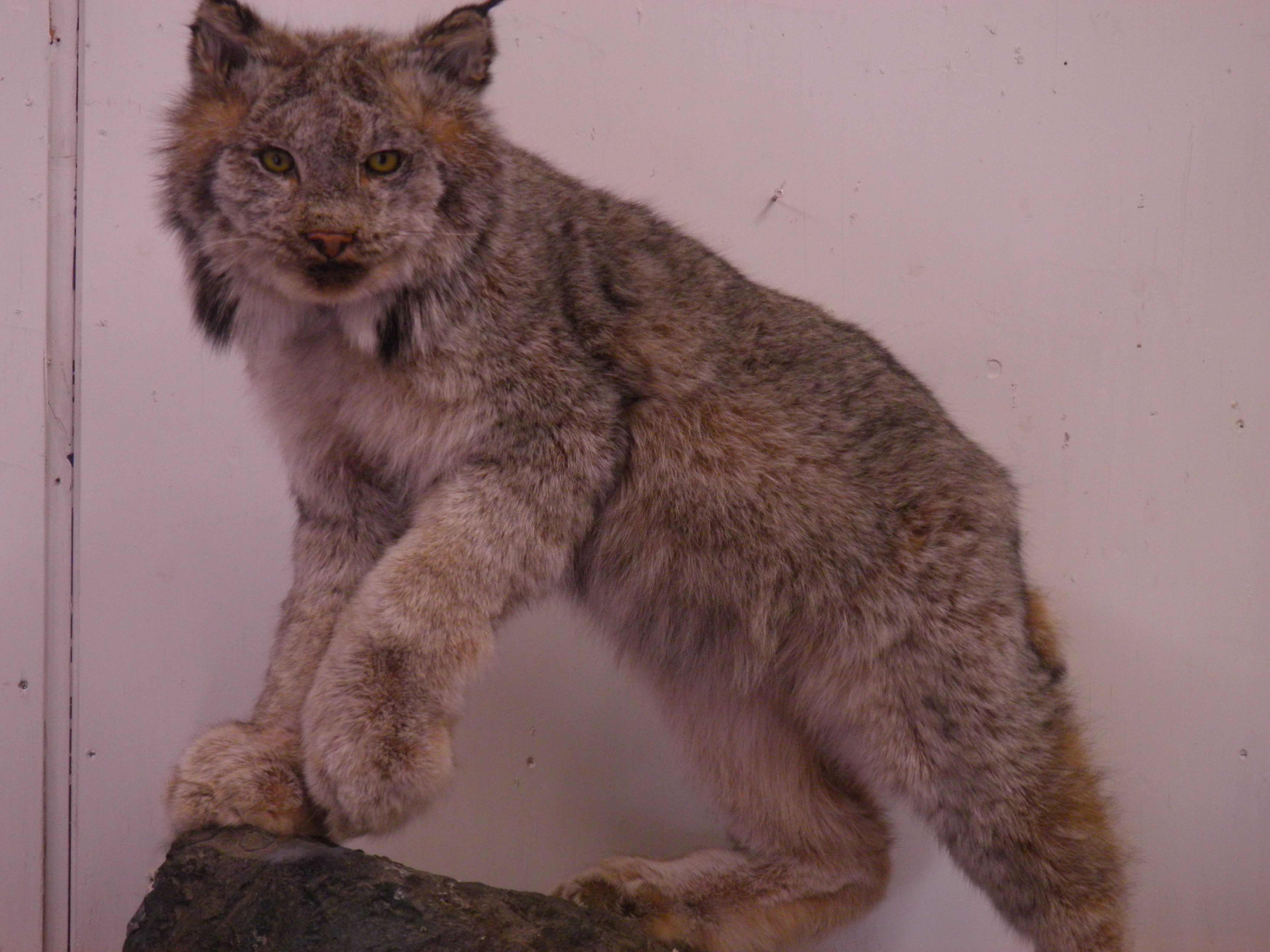 Canadian Lynx